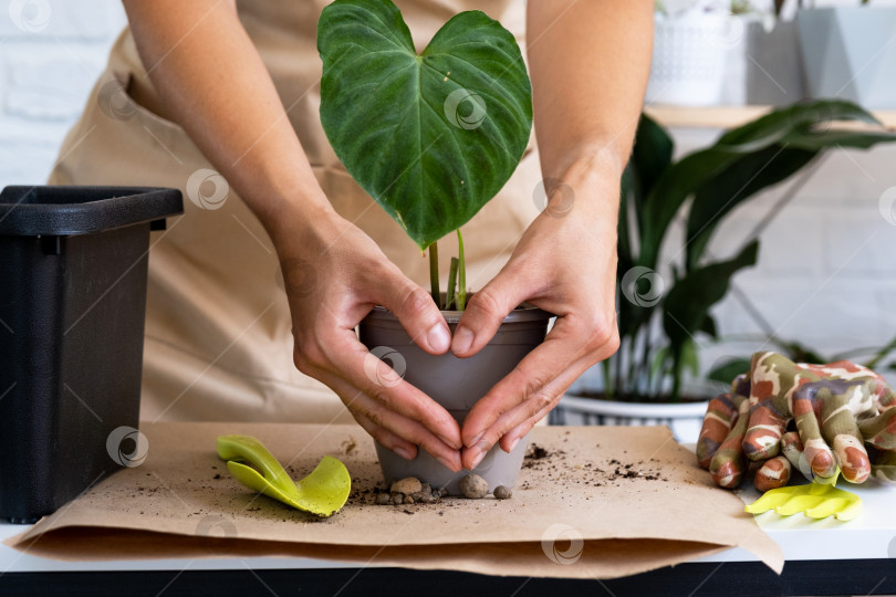 Скачать Пересадка домашнего растения Philodendron verrucosum в горшок. Женщина сажает черенок с корнями в новую почву. Уход за растением в горшке, руки крупным планом фотосток Ozero