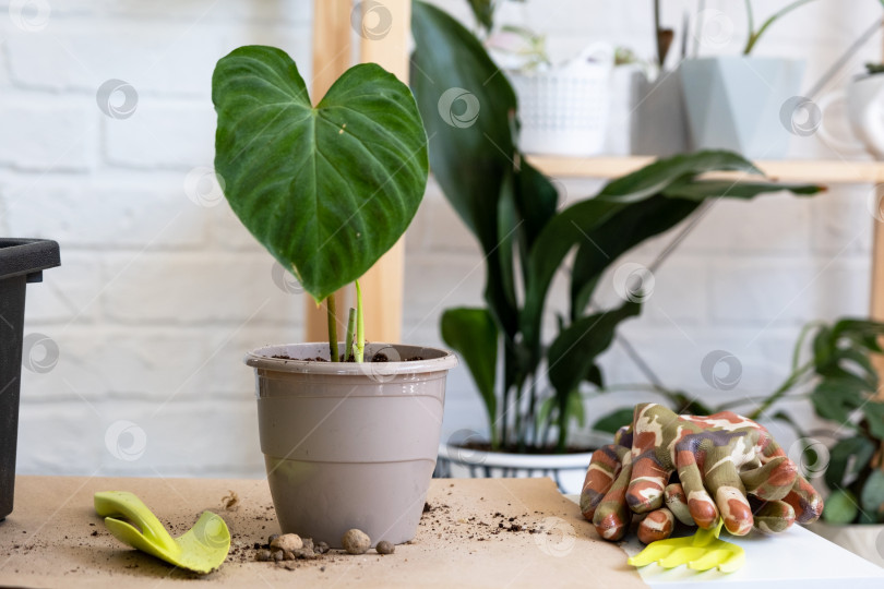 Скачать Пересадка домашнего растения Philodendron verrucosum в горшок. Женщина сажает черенок с корнями в новую почву. Уход за растением в горшке, руки крупным планом фотосток Ozero