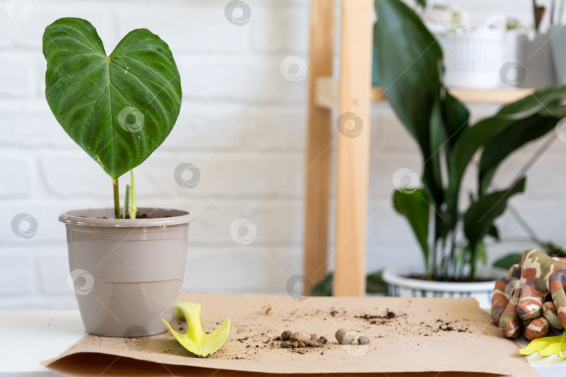 Скачать Пересадка домашнего растения Philodendron verrucosum в горшок. Женщина сажает черенок с корнями в новую почву. Уход за растением в горшке, руки крупным планом фотосток Ozero