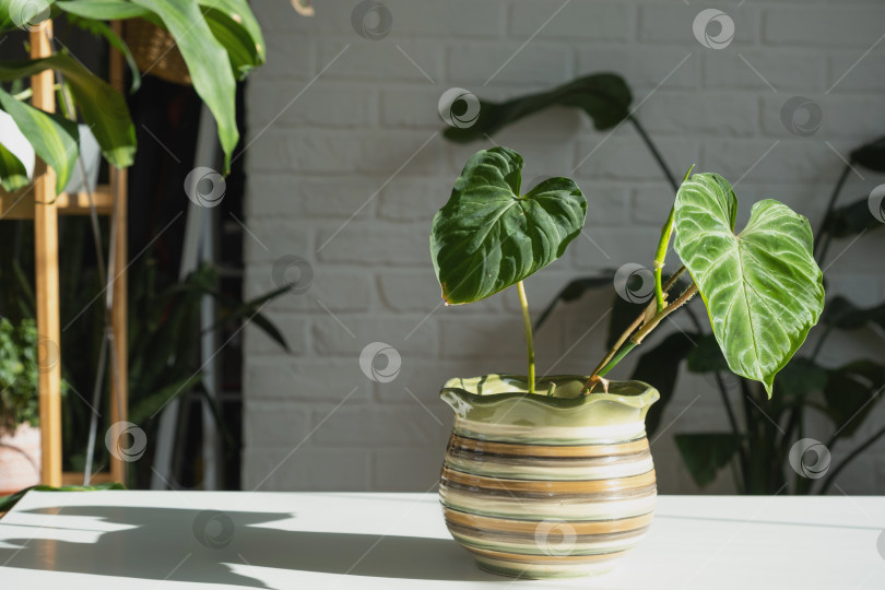 Скачать Филодендрон веррукосум крупным планом внутри на столе. Выращивание комнатных растений и уход за комнатными растениями, зеленый дом фотосток Ozero
