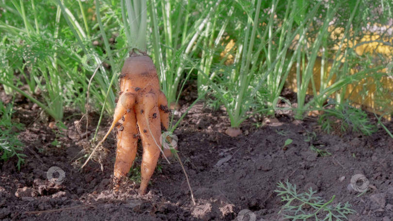 Скачать Необычная морковь на поле. Свежая морковь. концепция органического питания фотосток Ozero