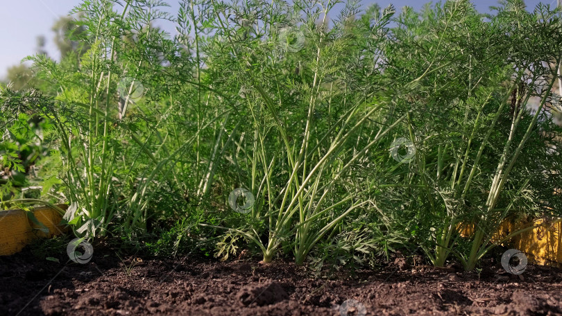 Скачать Морковь, растущая на грядках в огороде летним днем фотосток Ozero