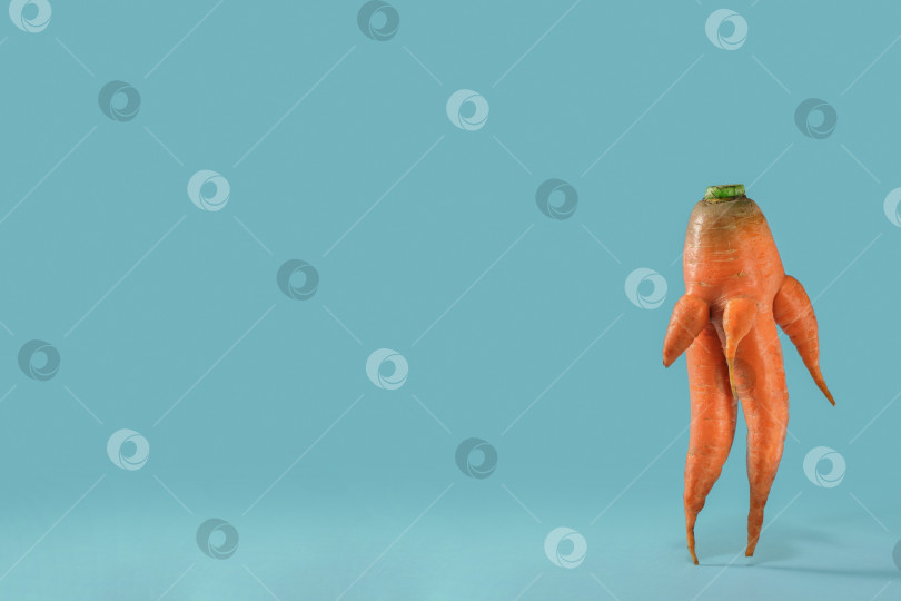 Скачать Свежая органическая морковь на синем фоне. Сбор урожая овощей. фотосток Ozero