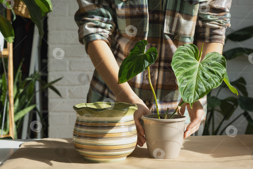 Скачать Пересадка домашнего растения Philodendron verrucosum в новый горшок большего размера в домашнем интерьере. Уход за растением в горшке, руки крупным планом фотосток Ozero