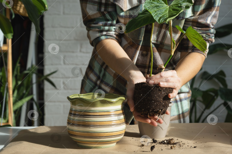 Скачать Пересадка домашнего растения Philodendron verrucosum в новый горшок большего размера в домашнем интерьере. Уход за растением в горшке, руки крупным планом фотосток Ozero