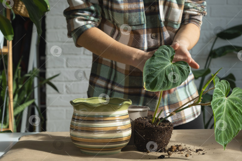 Скачать Пересадка домашнего растения Philodendron verrucosum в новый горшок большего размера в домашнем интерьере. Уход за растением в горшке, руки крупным планом фотосток Ozero