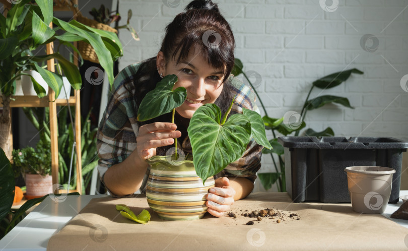 Скачать Пересадка домашнего растения Philodendron verrucosum в новый горшок большего размера в домашнем интерьере. Уход за растением в горшке, руки крупным планом фотосток Ozero