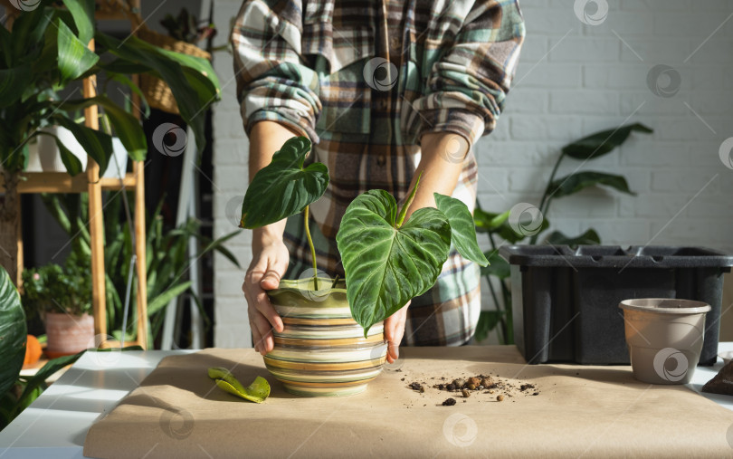 Скачать Пересадка домашнего растения Philodendron verrucosum в новый горшок большего размера в домашнем интерьере. Уход за растением в горшке, руки крупным планом фотосток Ozero