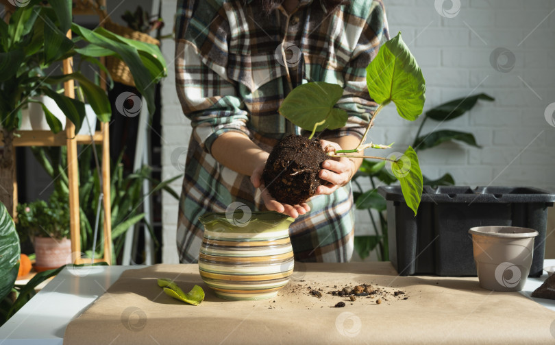 Скачать Пересадка домашнего растения Philodendron verrucosum в новый горшок большего размера в домашнем интерьере. Уход за растением в горшке, руки крупным планом фотосток Ozero