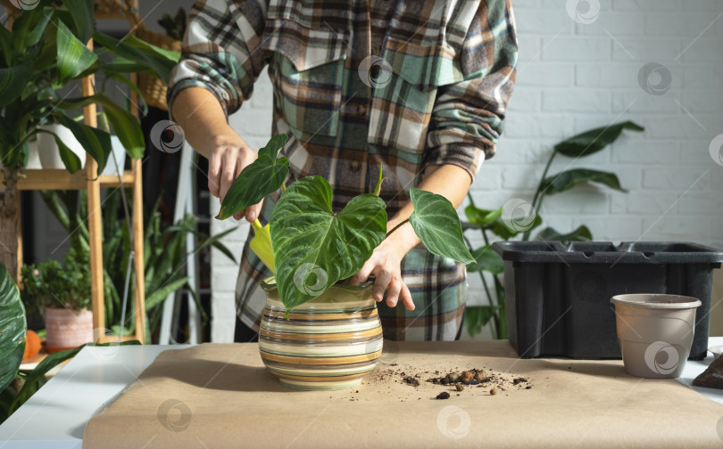 Скачать Пересадка домашнего растения Philodendron verrucosum в новый горшок большего размера в домашнем интерьере. Уход за растением в горшке, руки крупным планом фотосток Ozero