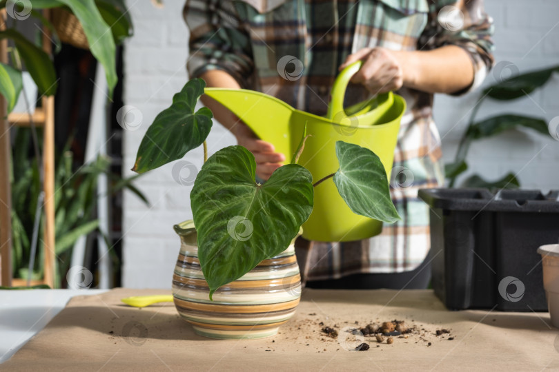 Скачать Пересадка домашнего растения Philodendron verrucosum в новый горшок большего размера в домашнем интерьере. Уход за растением в горшке, руки крупным планом фотосток Ozero