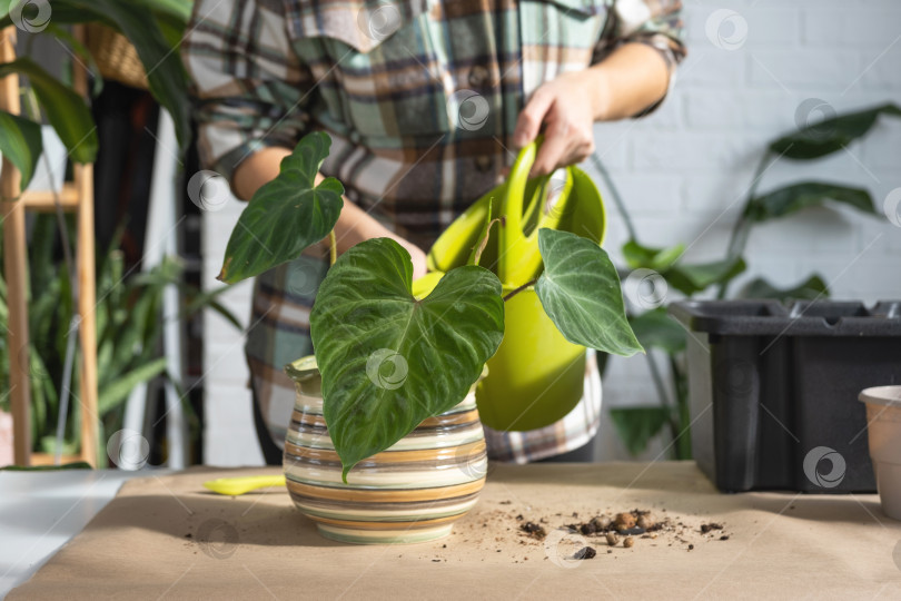 Скачать Пересадка домашнего растения Philodendron verrucosum в новый горшок большего размера в домашнем интерьере. Уход за растением в горшке, руки крупным планом фотосток Ozero