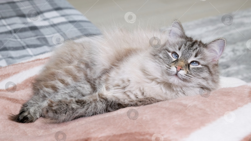 Скачать Портрет красивой кошки, отдыхающей на диване в помещении и смотрящей вперед. фотосток Ozero