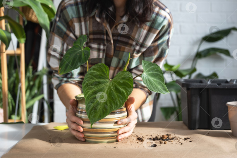 Скачать Пересадка домашнего растения Philodendron verrucosum в новый горшок большего размера в домашнем интерьере. Уход за растением в горшке, руки крупным планом фотосток Ozero