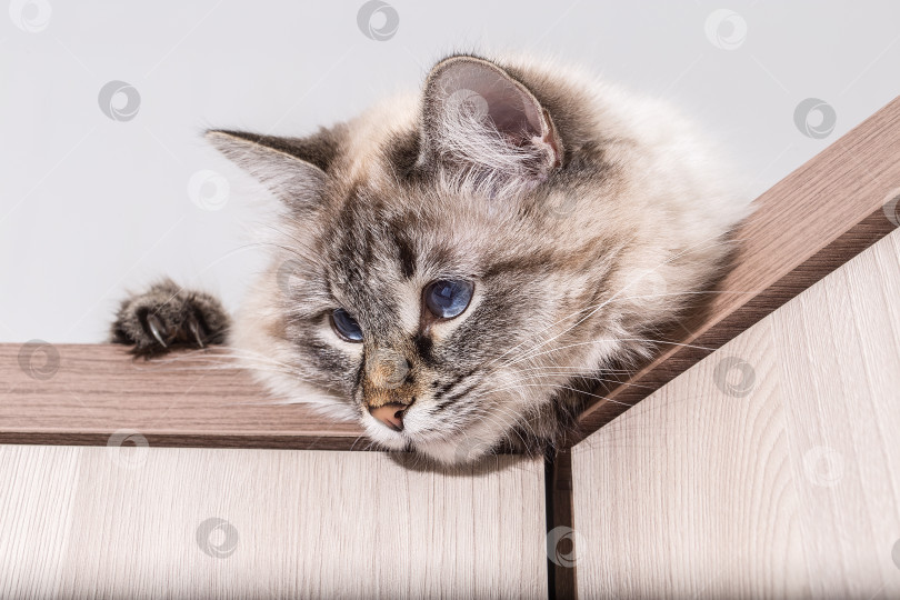 Скачать Пушистый кот лежит на деревянном столе. фотосток Ozero