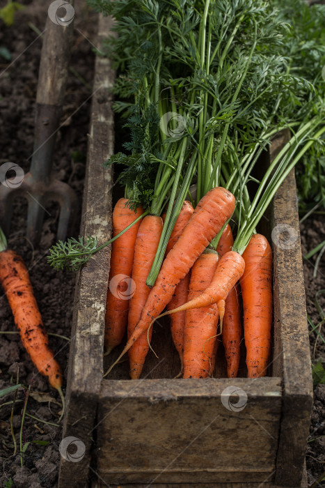 Скачать Свежая морковь в старой коробке. Сбор урожая овощей. фотосток Ozero