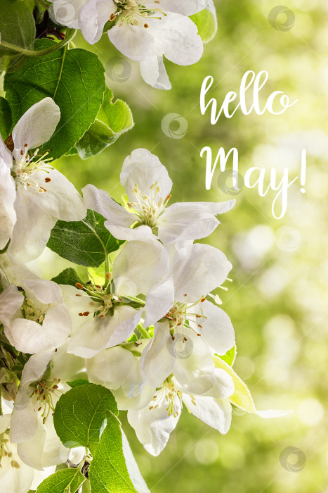 Скачать Открытка с надписью "Привет, Мэй".  Весенний фон с цветами. фотосток Ozero