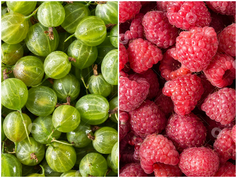 Скачать Набор из свежих ягод, малины и крыжовника. фотосток Ozero