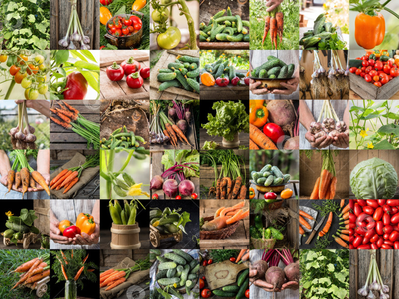 Скачать Коллекция с овощами разного цвета. Основы здорового питания фотосток Ozero