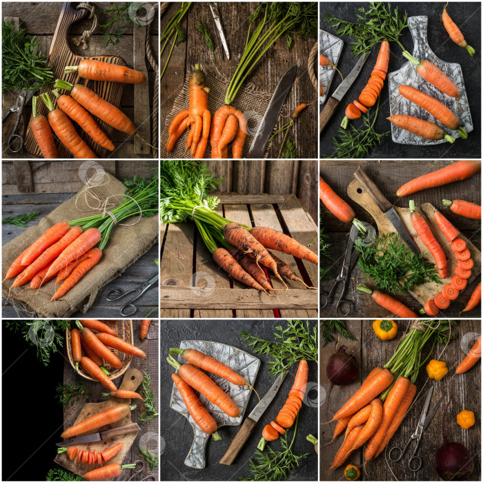 Скачать Набор морковок. коллекция свежих и вкусных овощей. фотосток Ozero