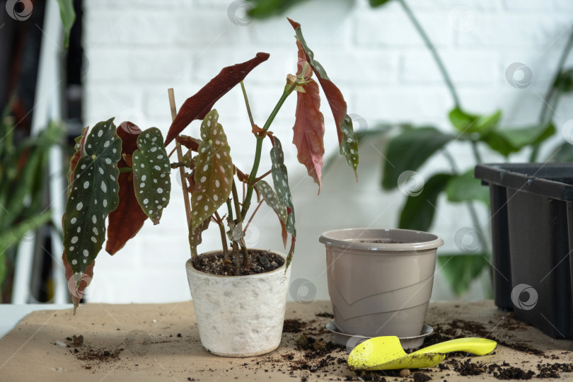 Скачать Пересадка домашнего растения Begonia maculata в горшок с лицевой стороной. Женщина сажает черенок с корнями в новую почву. Уход за растением в горшке, руки крупным планом фотосток Ozero