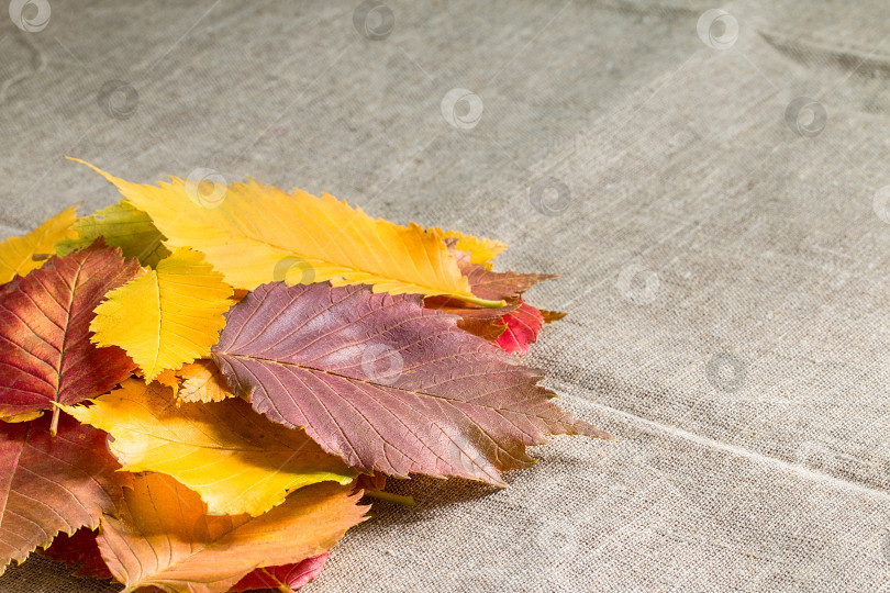 Скачать Разноцветные осенние сухие листья на деревенском фоне. фотосток Ozero
