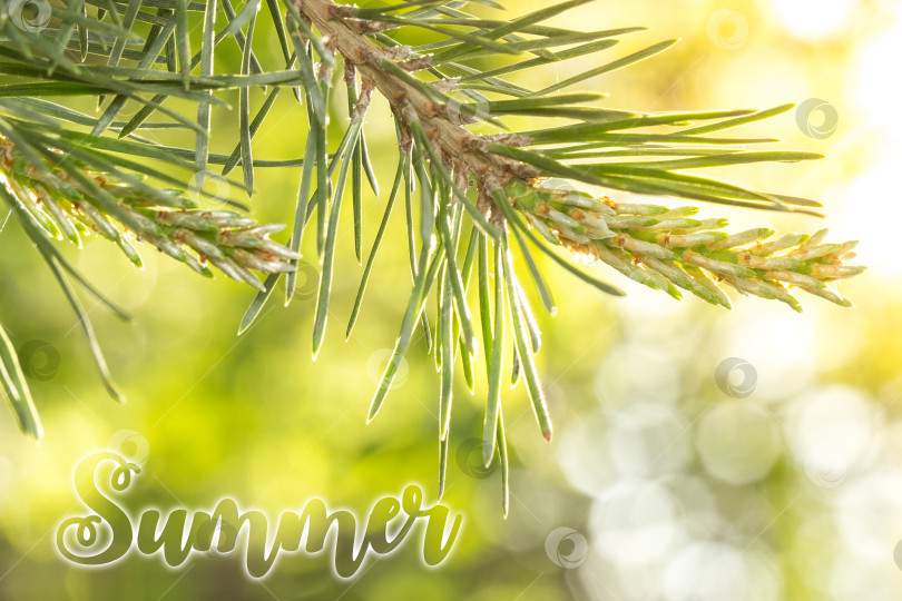 Скачать молодая еловая ветка, освещенная ярким летним солнцем. фотосток Ozero