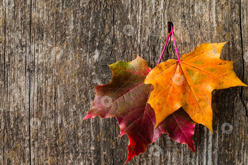 Скачать Осенний фон с красочными осенними кленовыми листьями фотосток Ozero