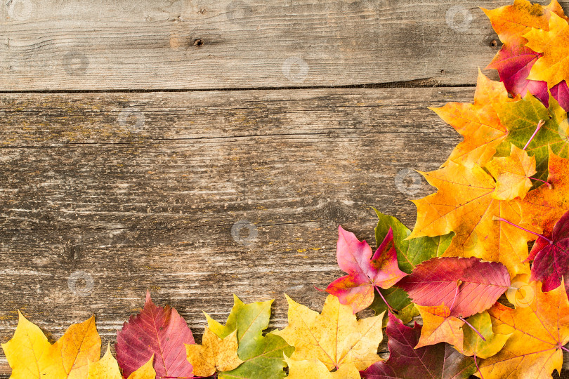 Скачать Красочные осенние кленовые листья на деревенском деревянном фоне. фотосток Ozero
