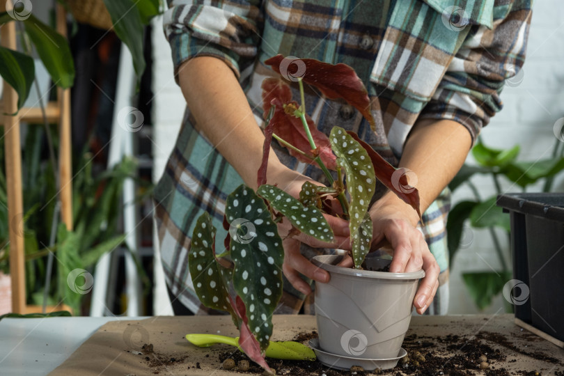 Скачать Пересадка домашнего растения Begonia maculata в горшок с лицевой стороной. Женщина сажает черенок с корнями в новую почву. Уход за растением в горшке, руки крупным планом фотосток Ozero