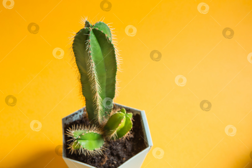 Скачать Забавный кактус в форме мужского пениса. Комнатные растения в горшках, домашний декор, уход и выращивание фотосток Ozero