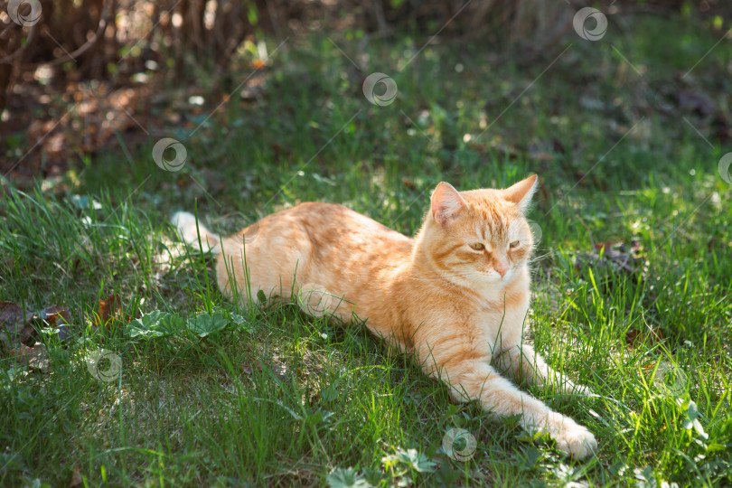 Скачать Выгуливает домашнюю кошку, отдыхающую в тени на траве. Расслабьтесь, прячась от жары, опасности появления клещей на шерсти фотосток Ozero