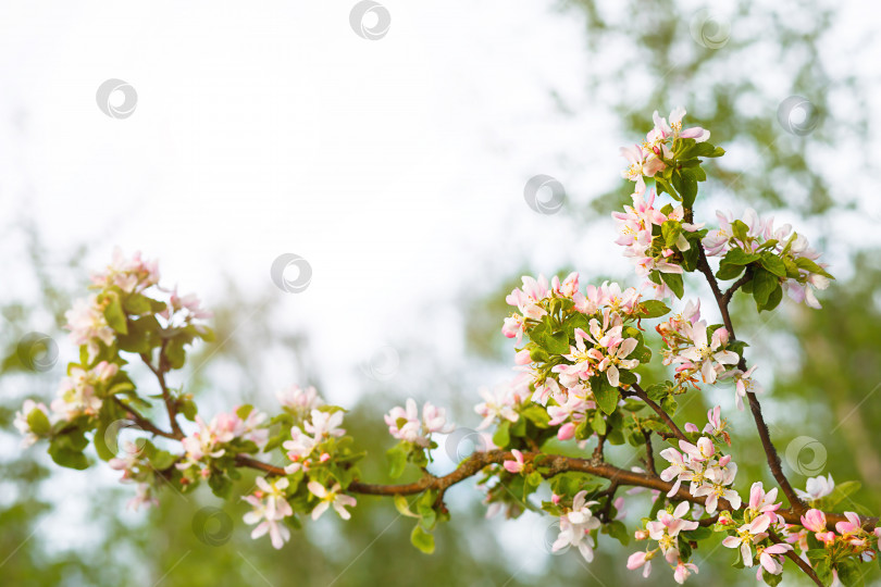 Скачать Яблоневые ветви расцветают розовыми и белыми лепестками. Весна, яблоневый сад, начало новой жизни. Экология, естественность, свадьба, романтика, любовь фотосток Ozero