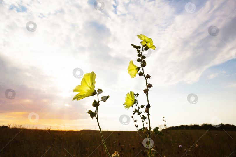 Скачать Желтый цветок на фоне красивого неба с облаками. Дикий однолетний гибискус, колокольчик, дурман, садовые растения, место для копирования. Закат в поле фотосток Ozero