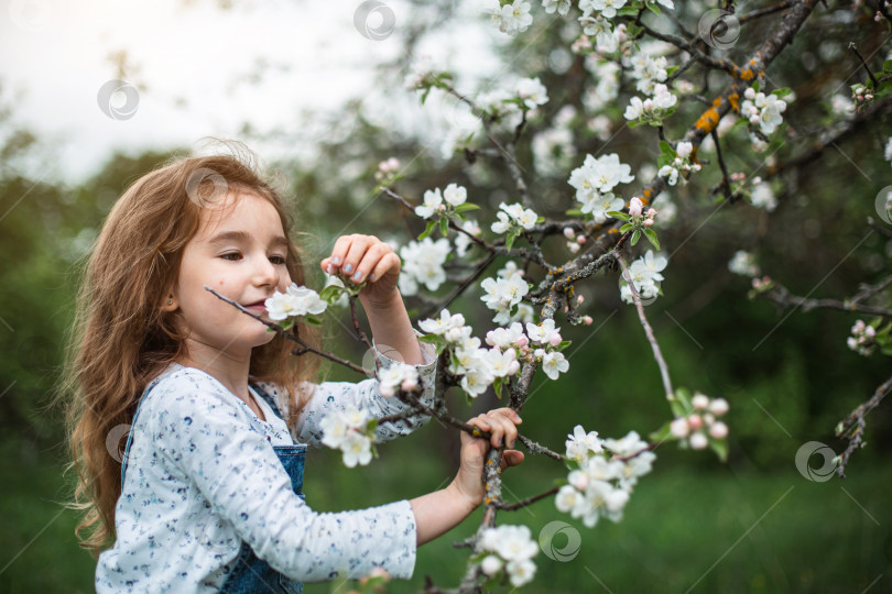 Скачать Милая маленькая девочка 5 лет в цветущем белом яблоневом саду весной. Весна, фруктовый сад, цветение, аллергия, весенний аромат, нежность, забота о природе. Портрет фотосток Ozero