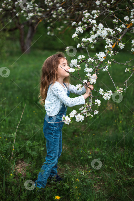 Скачать Милая маленькая девочка 5 лет в цветущем белом яблоневом саду весной. Весна, фруктовый сад, цветение, аллергия, весенний аромат, нежность, забота о природе. Портрет фотосток Ozero