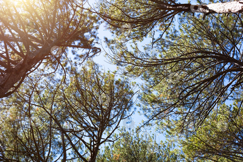 Скачать Узор из крон и ветвей деревьев на фоне неба. Вид снизу. фотосток Ozero