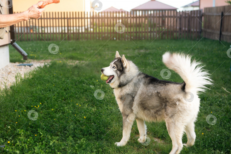 Скачать Владелец играет с собакой хаски во дворе дома на траве за забором. Игрушка в руке хозяина, счастливый хаски с мячиком в зубах. Дружба с домашним животным, уход, дрессировка и развлечения фотосток Ozero
