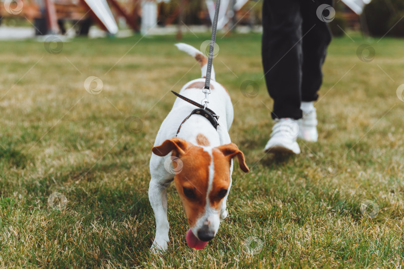 Скачать маленькая девочка выгуливает свою собаку в городском парке. ребенок играет с Джек-рассел-терьером на улице. Концепция ухода за домашними животными фотосток Ozero