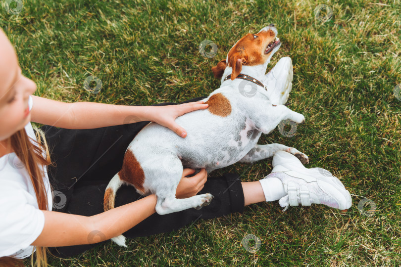 Скачать маленькая девочка чешет живот своей собаке Джек Рассел терьер. Счастливая собака лежит на зеленой траве в парке. домашнее животное фотосток Ozero