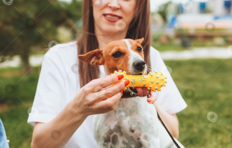Скачать женщина играет со своей собакой Джек Рассел терьером в парке.Игрушка в руках хозяина, дружба с домашним животным, уход, дрессировка и развлечения фотосток Ozero