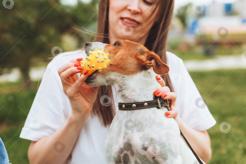 Скачать женщина играет со своей собакой Джек Рассел терьером в парке.Игрушка в руках хозяина, дружба с домашним животным, уход, дрессировка и развлечения фотосток Ozero