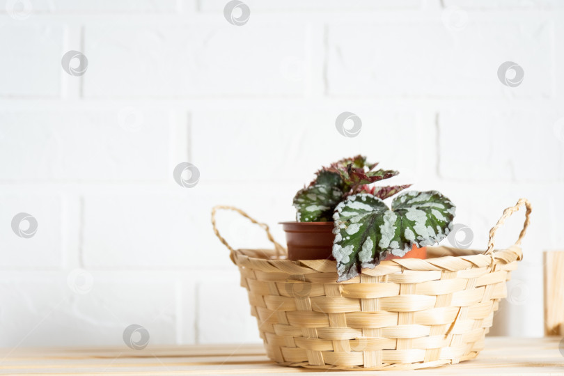 Скачать Домашнее комнатное растение бегония декоративно-листопадная в интерьере дома. Хобби в выращивании, уходе за растениями, теплице, садоводстве дома. фотосток Ozero