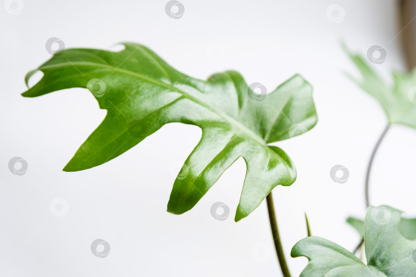 Скачать Филодендрон майонезный в интерьере дома. Вырезанные листья комнатного растения в горшке. Уход и выращивание тропических растений, теплица фотосток Ozero