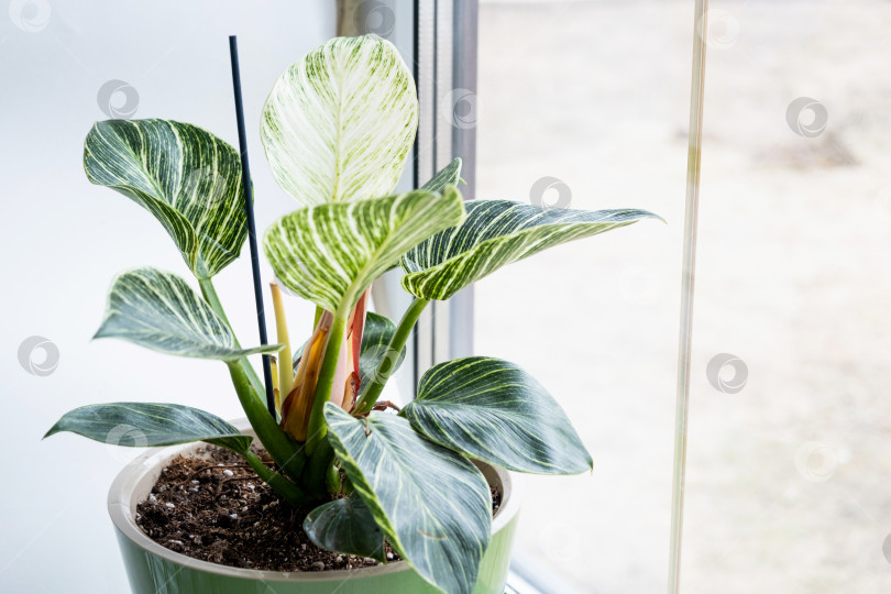Скачать Комнатное растение филодендрон Биркин на подоконнике у окна. Выращивание комнатных растений и уход за ними фотосток Ozero