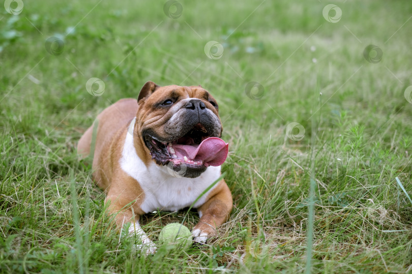 Скачать Портрет английского бульдога, лежащего на лужайке с игрушечным мячом. Собака отдыхает на траве со своей игрушкой. Портрет домашнего животного крупным планом фотосток Ozero