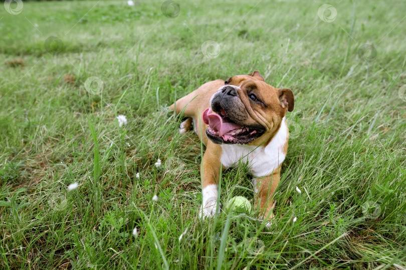 Скачать Portrait of English Bulldog lay lawn with ball toy. Dog resting on grass with his toy. Close up pet portrait фотосток Ozero