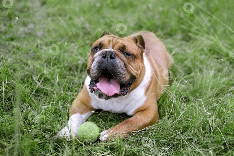 Скачать Портрет английского бульдога, лежащего на лужайке с игрушечным мячом. Собака отдыхает на траве со своей игрушкой. Портрет домашнего животного крупным планом фотосток Ozero