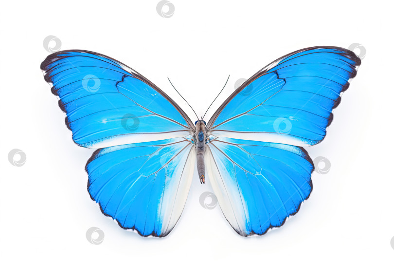 Скачать Бабочка с разноцветными крыльями, выделенными на белом фоне. Генеративный искусственный интеллект. фотосток Ozero