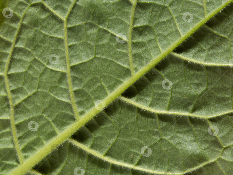 Скачать Фоновая текстура зеленого листа растения с прожилками является экстраординарной фотосток Ozero